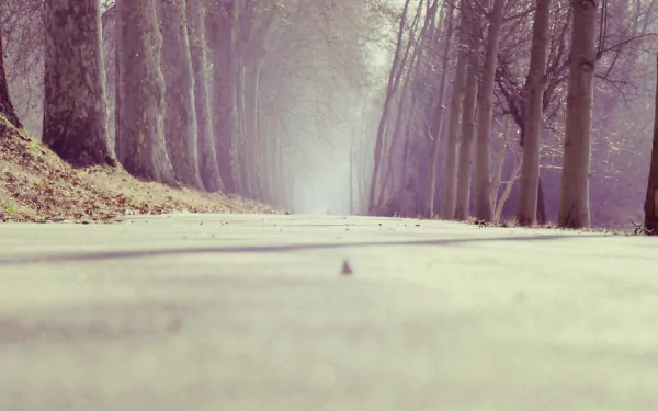 tree-lined tree man made road HD Desktop Wallpaper | Background Image