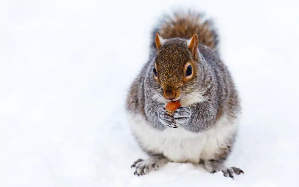 eating rodent Animal squirrel HD Desktop Wallpaper | Background Image