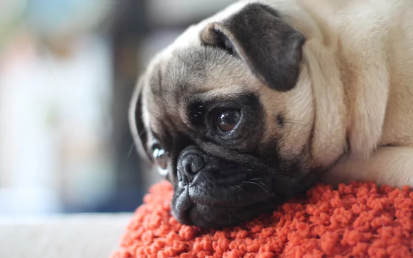 HD desktop wallpaper featuring a close-up of a pug with a wrinkled muzzle, resting its head on a textured orange cushion. The background is blurred, highlighting the dog's expressive eyes.
