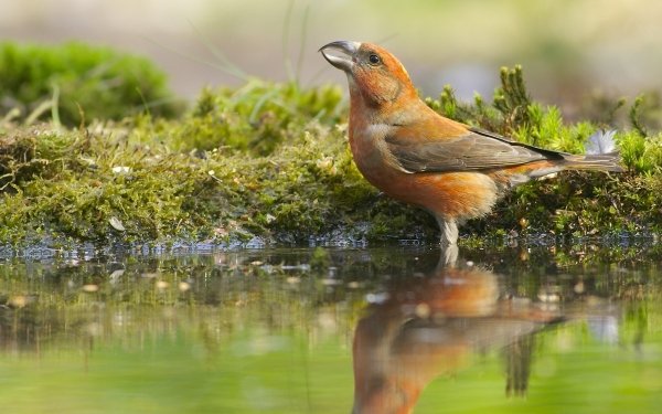 Animal Bird Birds Reflection Moss HD Wallpaper | Background Image