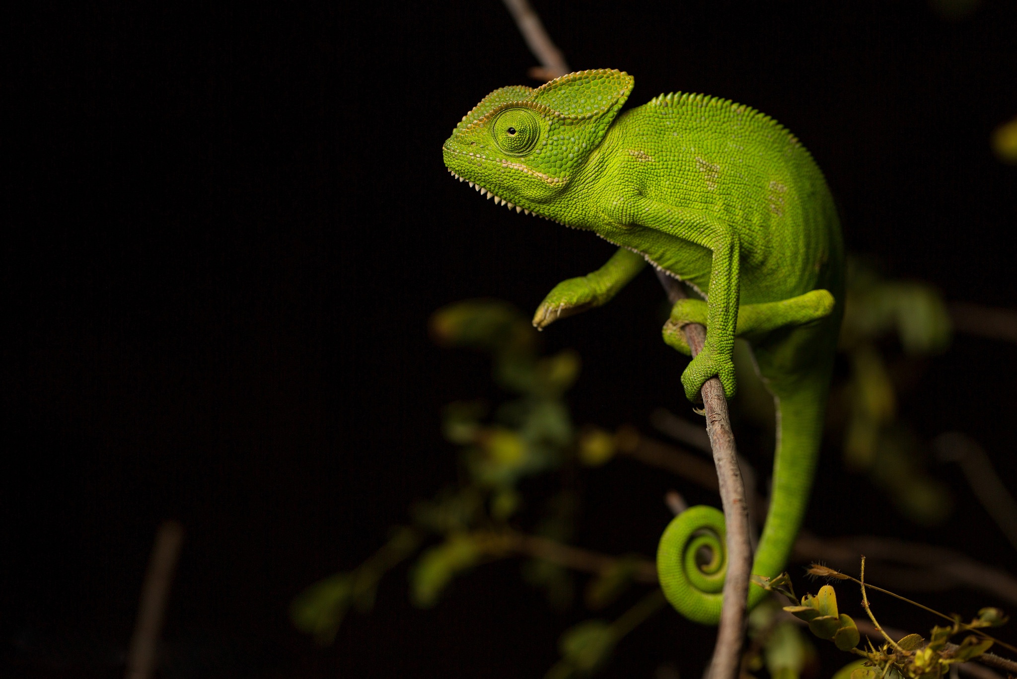 Download Lizard Animal Chameleon HD Wallpaper