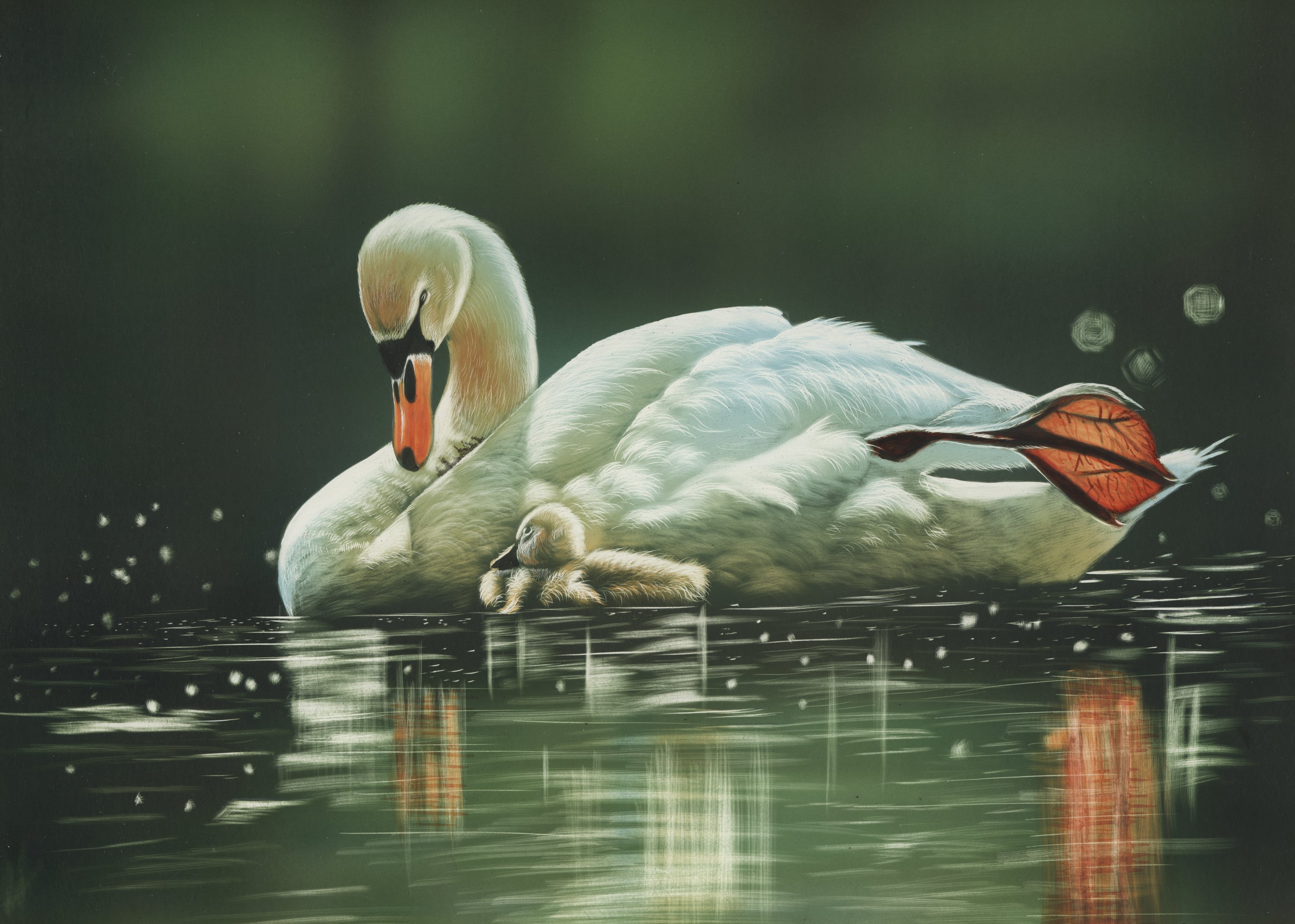 Swan and Cygnet by Shone Chacko