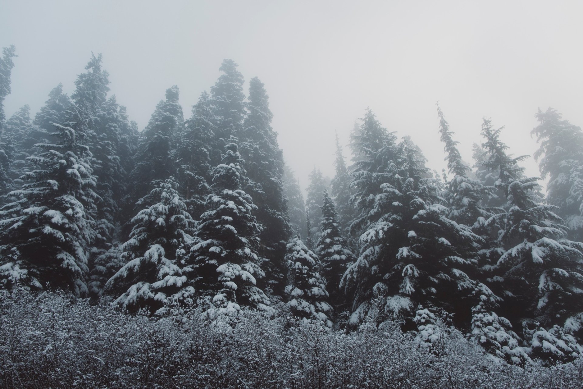 Download Tree Forest Snow Nature Winter HD Wallpaper | 2048x1365 ...