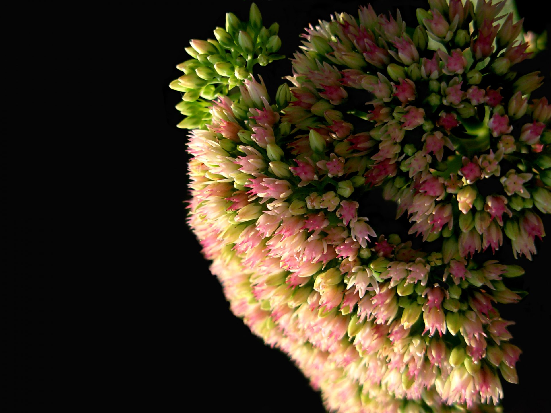 Close-up of a blooming flower cluster with pink and green buds against a black background, captured in high definition for a vibrant PC desktop wallpaper.