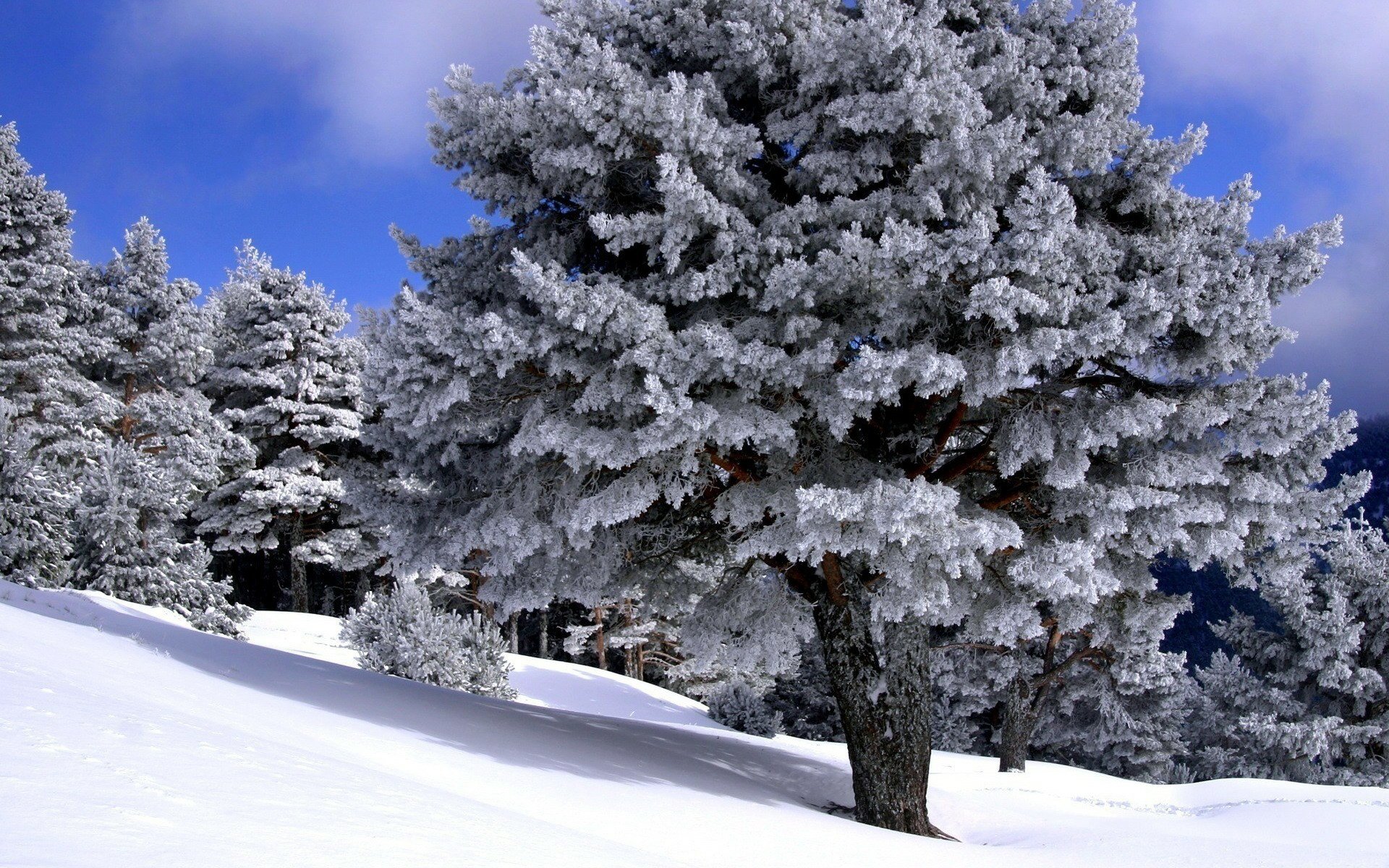 Download Forest Snow Tree Nature Winter HD Wallpaper | 1920x1200 ...