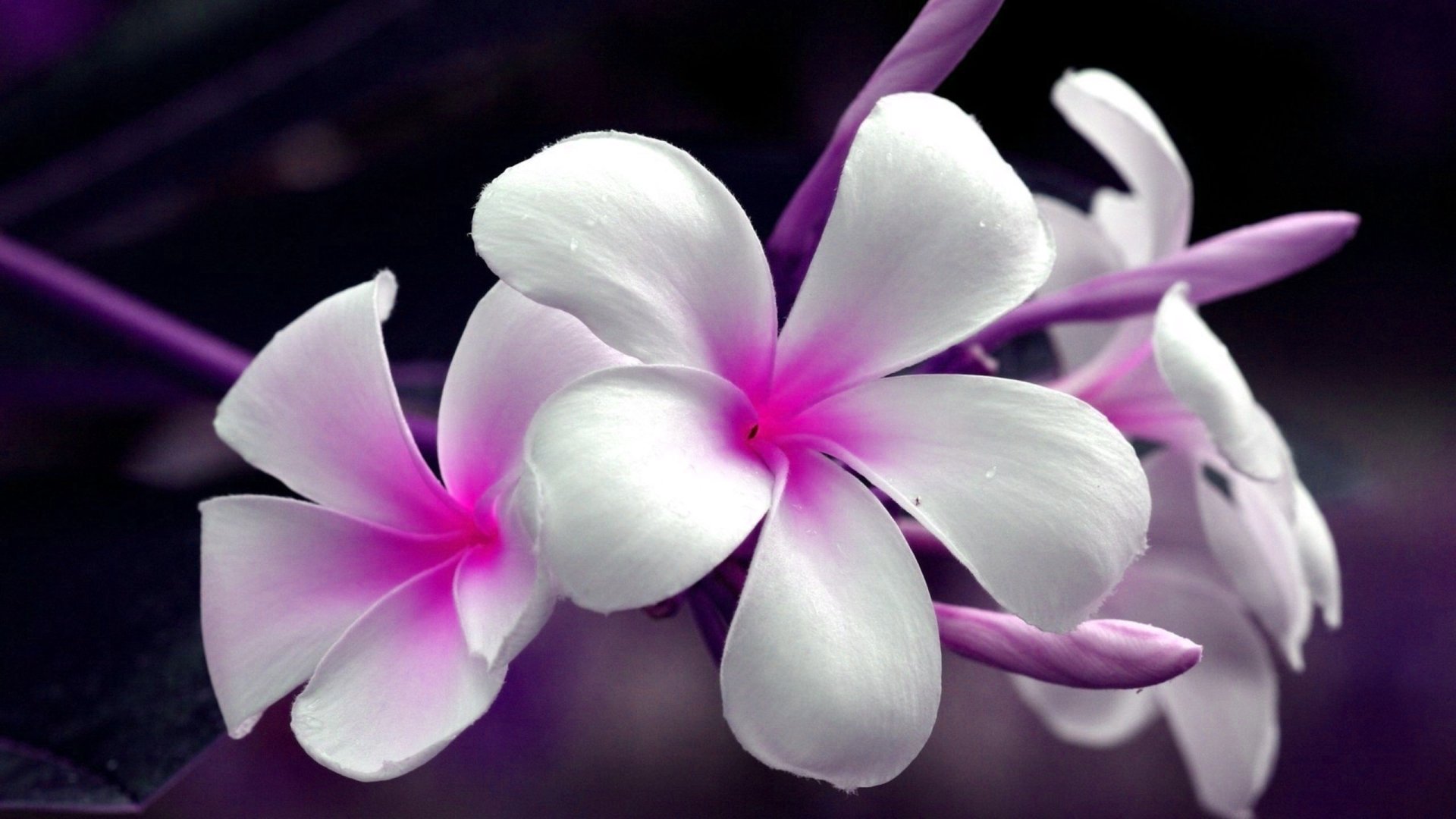 Frangipani HD Wallpaper Background Image 2560x1440