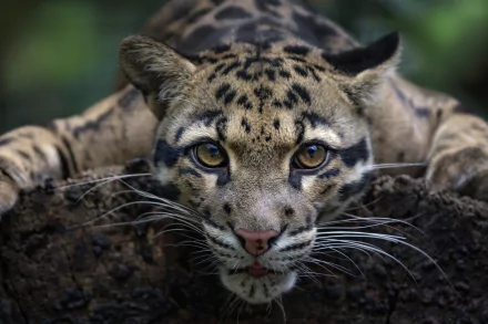 Close-up HD desktop wallpaper of a clouded leopard with an intense stare, capturing the wild beauty of this animal in sharp detail.