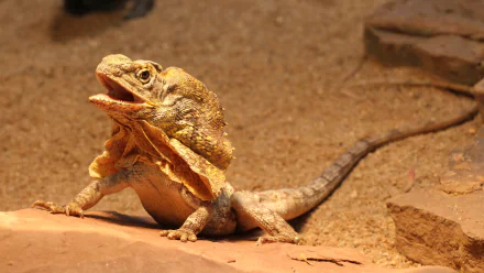  The frilled-neck lizard, also known as the Frilled Lizard or Frilled Dragon