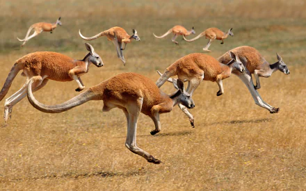 HD PC desktop wallpaper background: a group of red kangaroos (marsupial animals) bounding in unison across dry grassland, captured mid-hop.