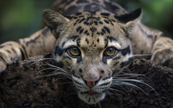 Close-up HD desktop wallpaper of a clouded leopard with an intense stare, capturing the wild beauty of this animal in sharp detail.