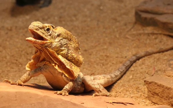  The frilled-neck lizard, also known as the Frilled Lizard or Frilled Dragon