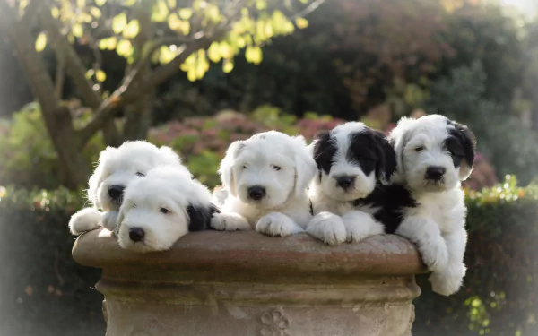dog puppy Animal old english sheepdog HD Desktop Wallpaper | Background Image