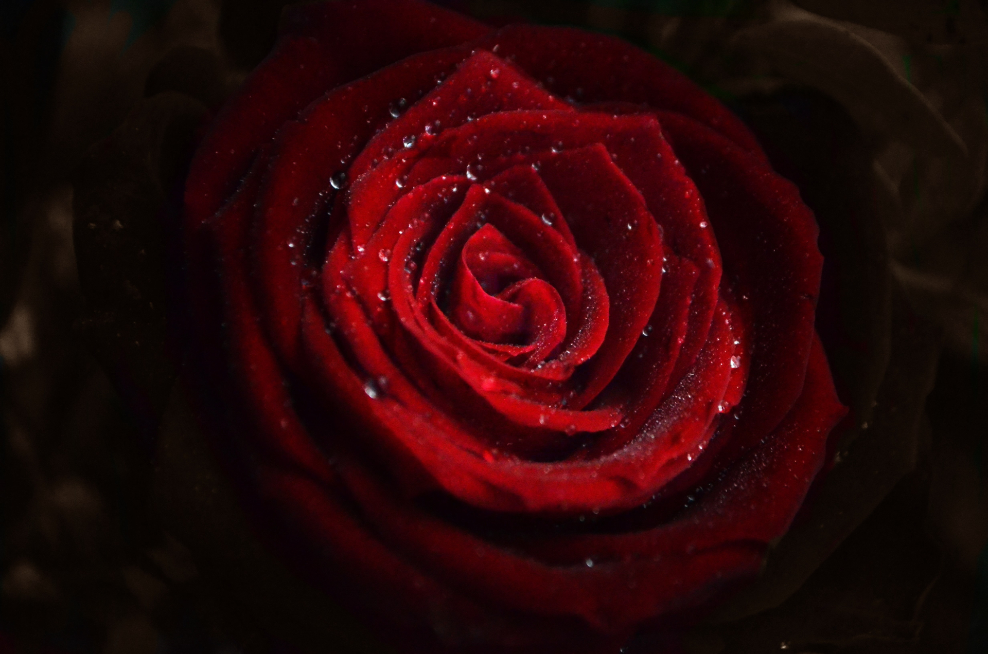 Red Rose