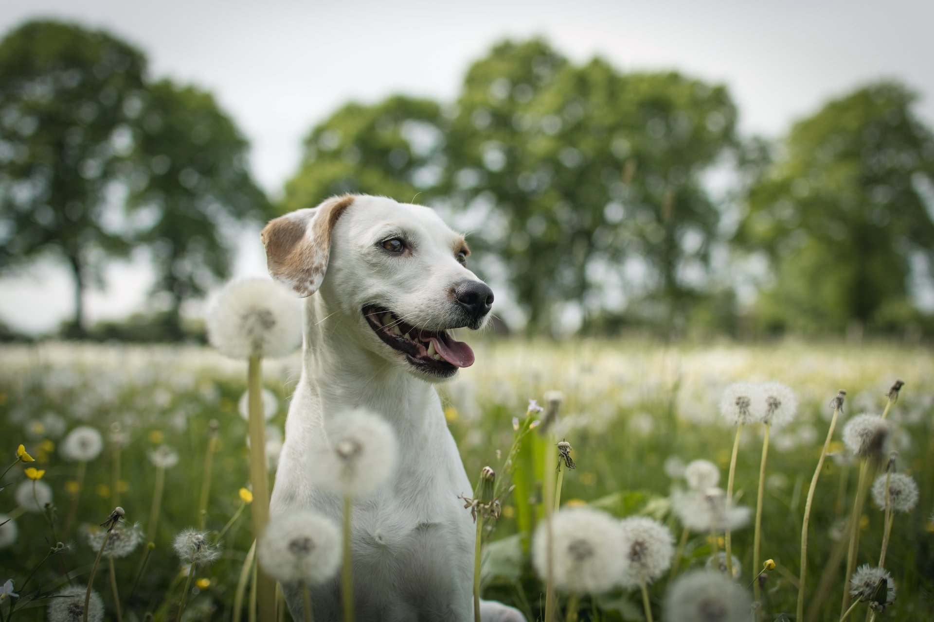 A white Labrador Retriever sits in a field of dandelions with a blurred background of trees, captured in sharp 4K Ultra HD detail with shallow depth of field.