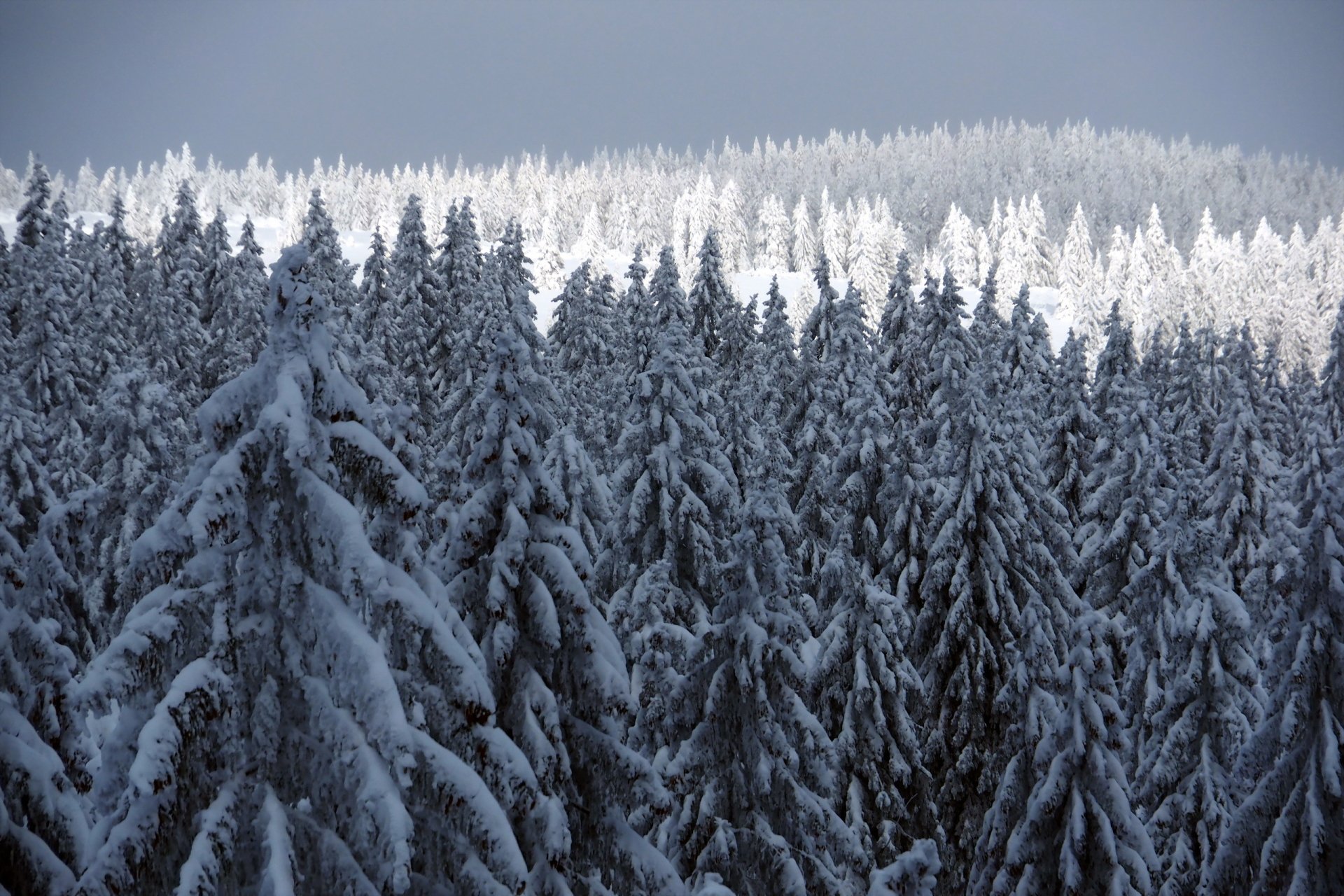 Download Forest Tree Snow Nature Winter HD Wallpaper
