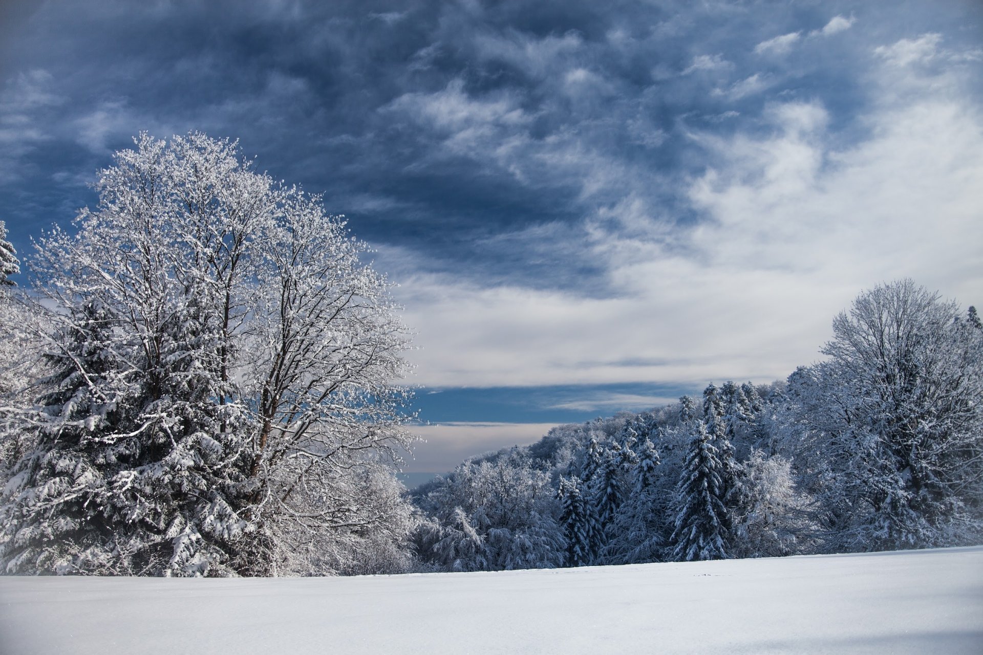 Download Snow Tree Nature Winter HD Wallpaper | 2560x1707 | Wallpaper Abyss