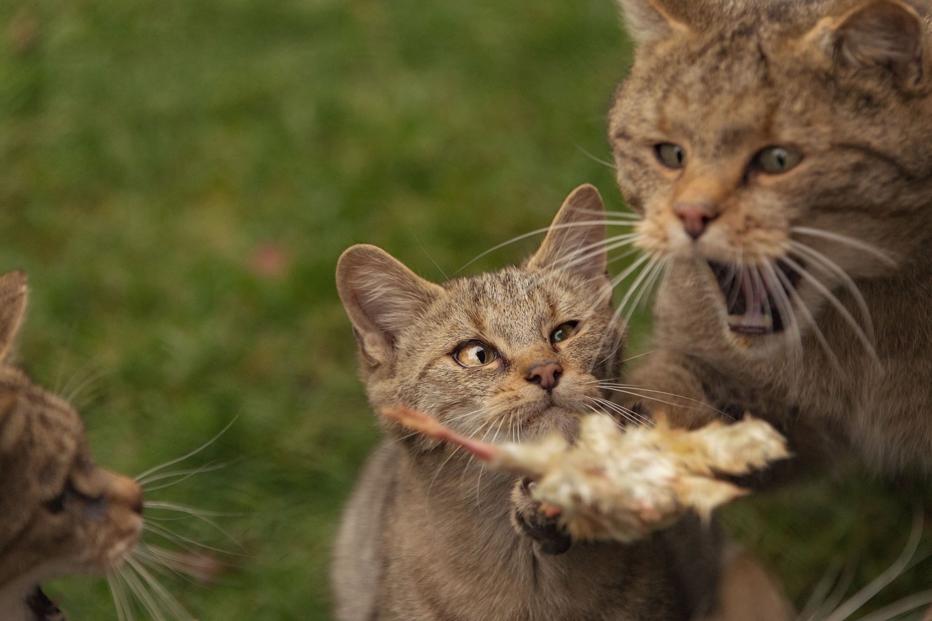 HD PC desktop wallpaper and background showing playful kittens (baby cats) batting at a feather while a larger cat watches on a grassy lawn.