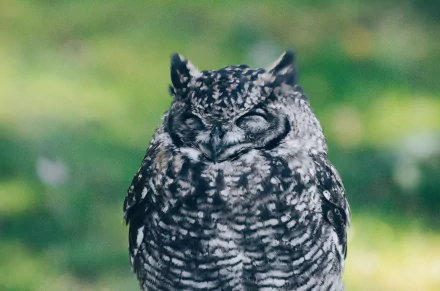  Young Owl
