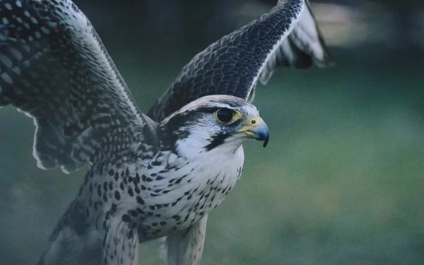 wings hawk bird Animal falcon HD Desktop Wallpaper | Background Image