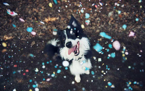 A happy border collie with its tongue out stands amid a burst of colorful confetti, creating a joyful and vibrant scene. This HD desktop wallpaper beautifully captures the excitement and energy of the moment.