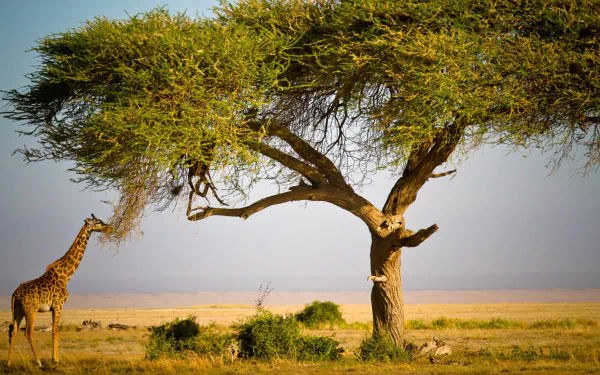 Africa tree Animal giraffe HD Desktop Wallpaper | Background Image