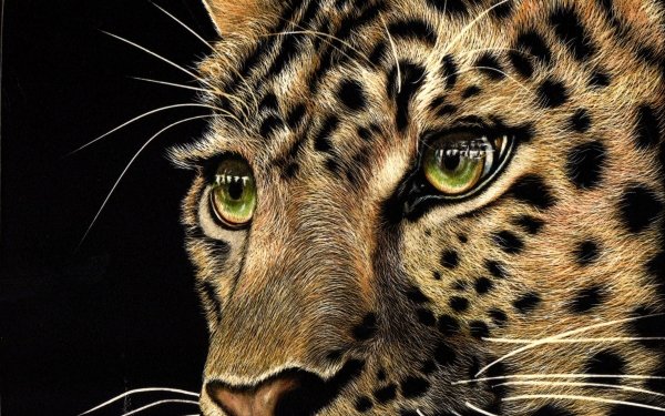 Artistic Painting Leopard Face HD Wallpaper | Background Image