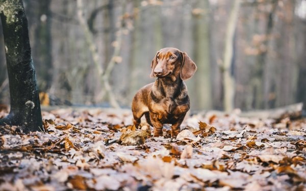 Animal Dachshund Dogs Dog Depth Of Field Forest Fall HD Wallpaper | Background Image