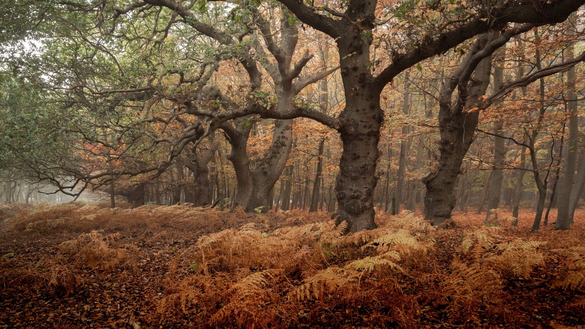 HD PC desktop wallpaper showing a fall forest: gnarled trees, rust-colored ferns and misty autumn nature beneath a leafy canopy.