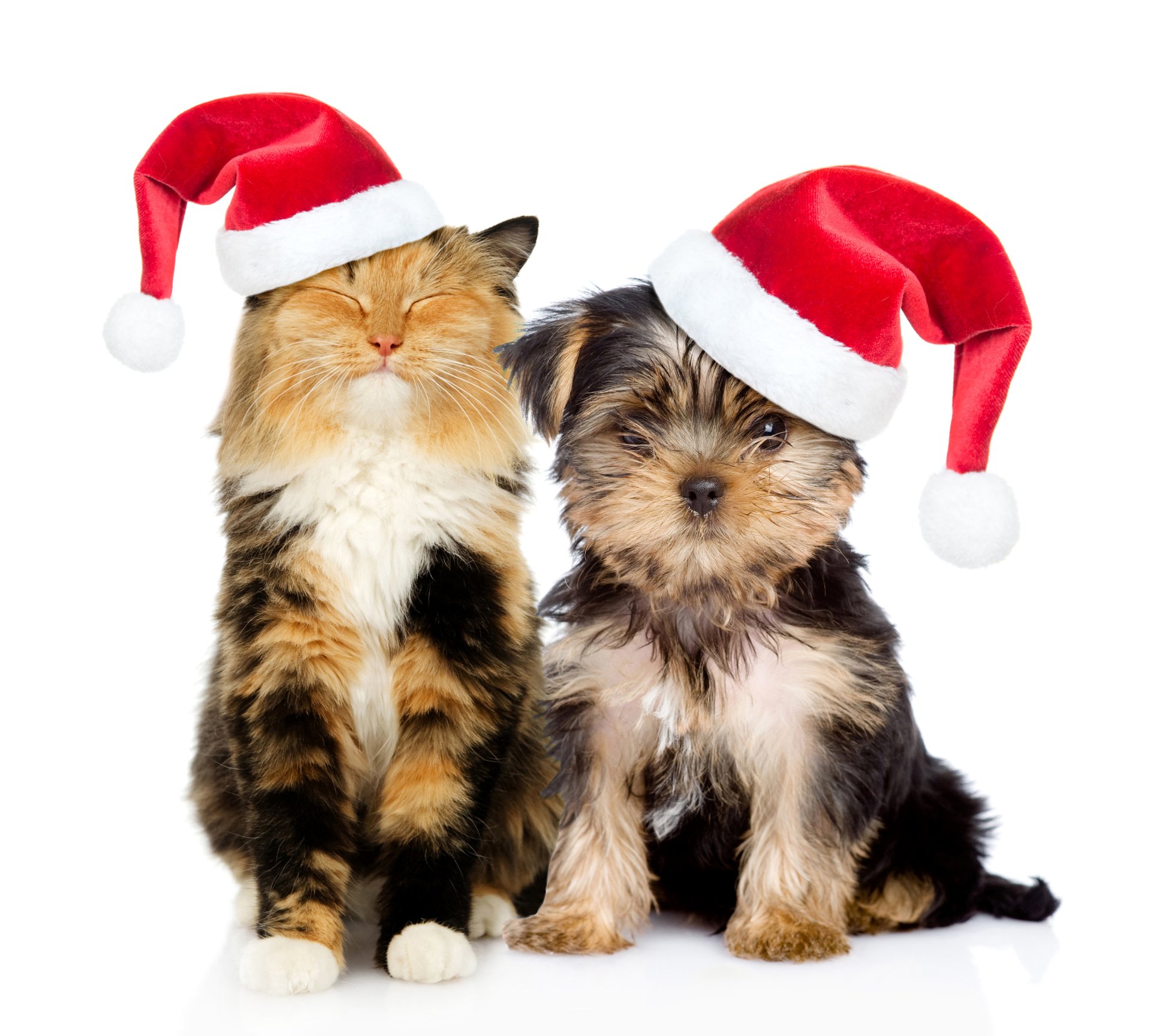 List 93+ Images christmas cats and dogs pictures Updated