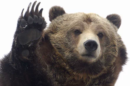 paw close-up face grizzly bear Animal HD Desktop Wallpaper | Background Image