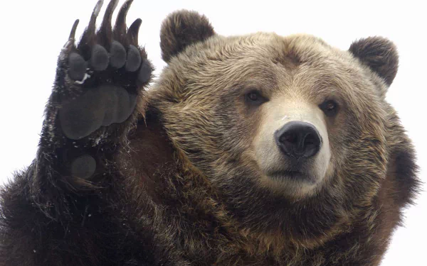 paw close-up face grizzly bear Animal HD Desktop Wallpaper | Background Image