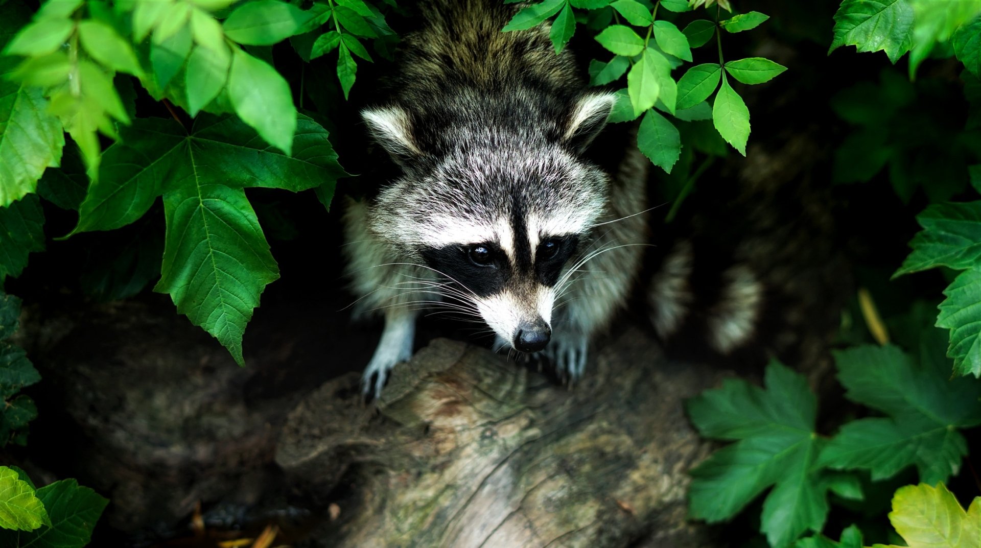 Download Leaf Animal Raccoon HD Wallpaper | 2200x1229 | Wallpaper Abyss