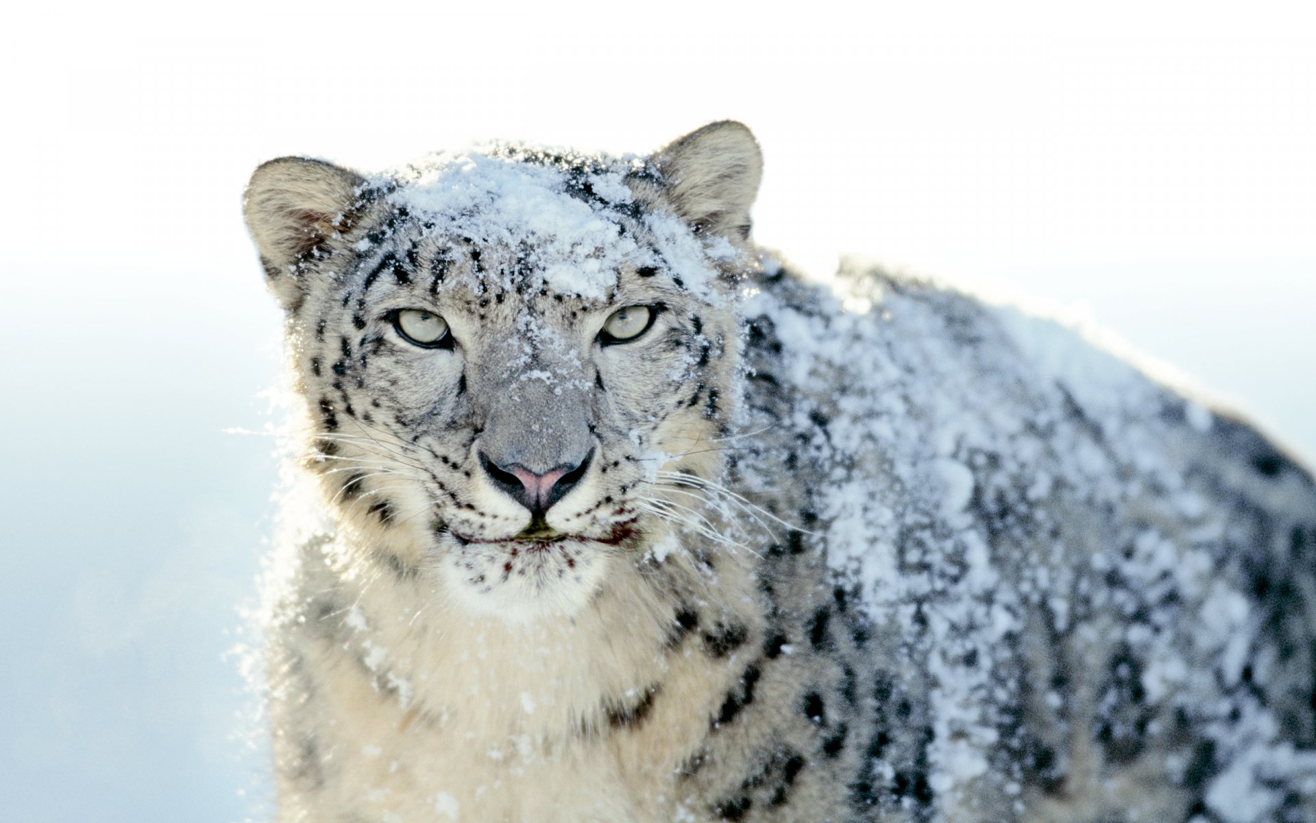HD desktop wallpaper featuring a snow leopard covered in snow, gazing directly at the camera.