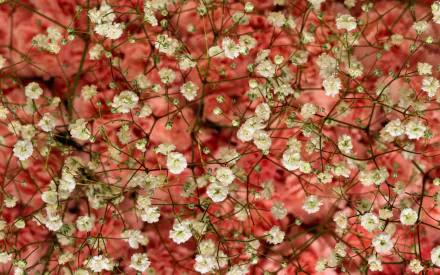  Tiny White Flowers