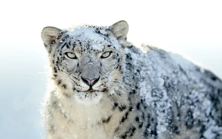 HD desktop wallpaper featuring a snow leopard covered in snow, gazing directly at the camera.