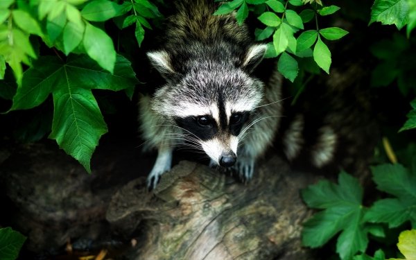 Animal Raccoon Leaf HD Wallpaper | Background Image