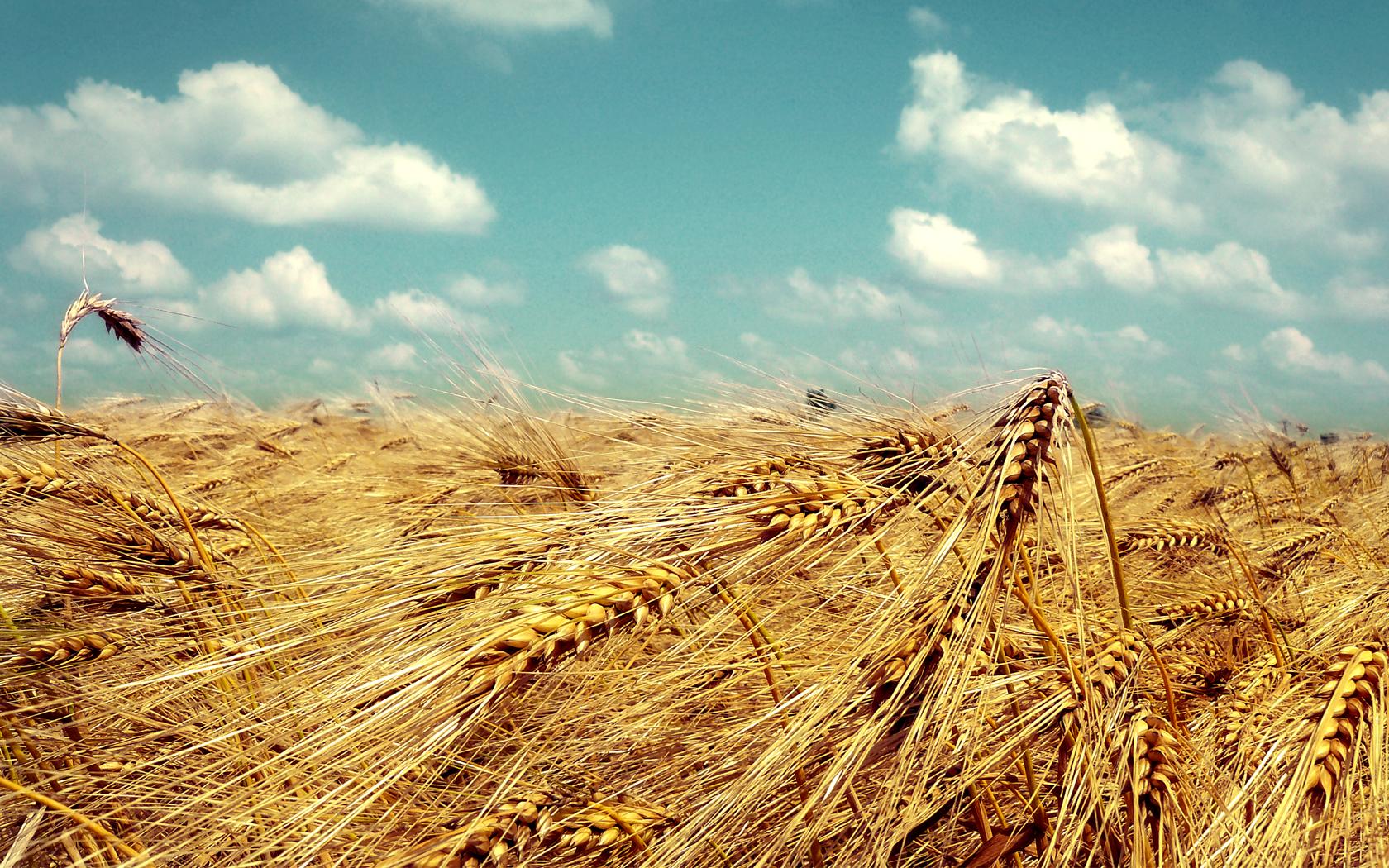 Trigo Papel de Parede and Background Image | 1680x1050 | ID:78136