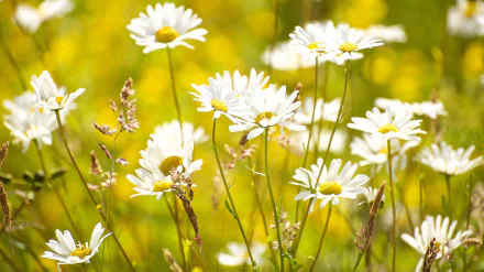 white flower flower nature camomile HD Desktop Wallpaper | Background Image