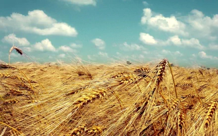 nature wheat HD Desktop Wallpaper | Background Image