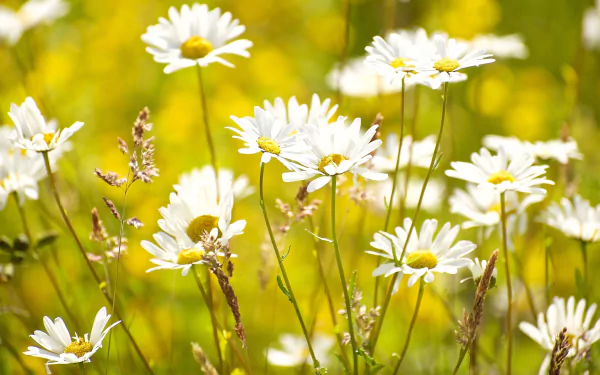 white flower flower nature camomile HD Desktop Wallpaper | Background Image