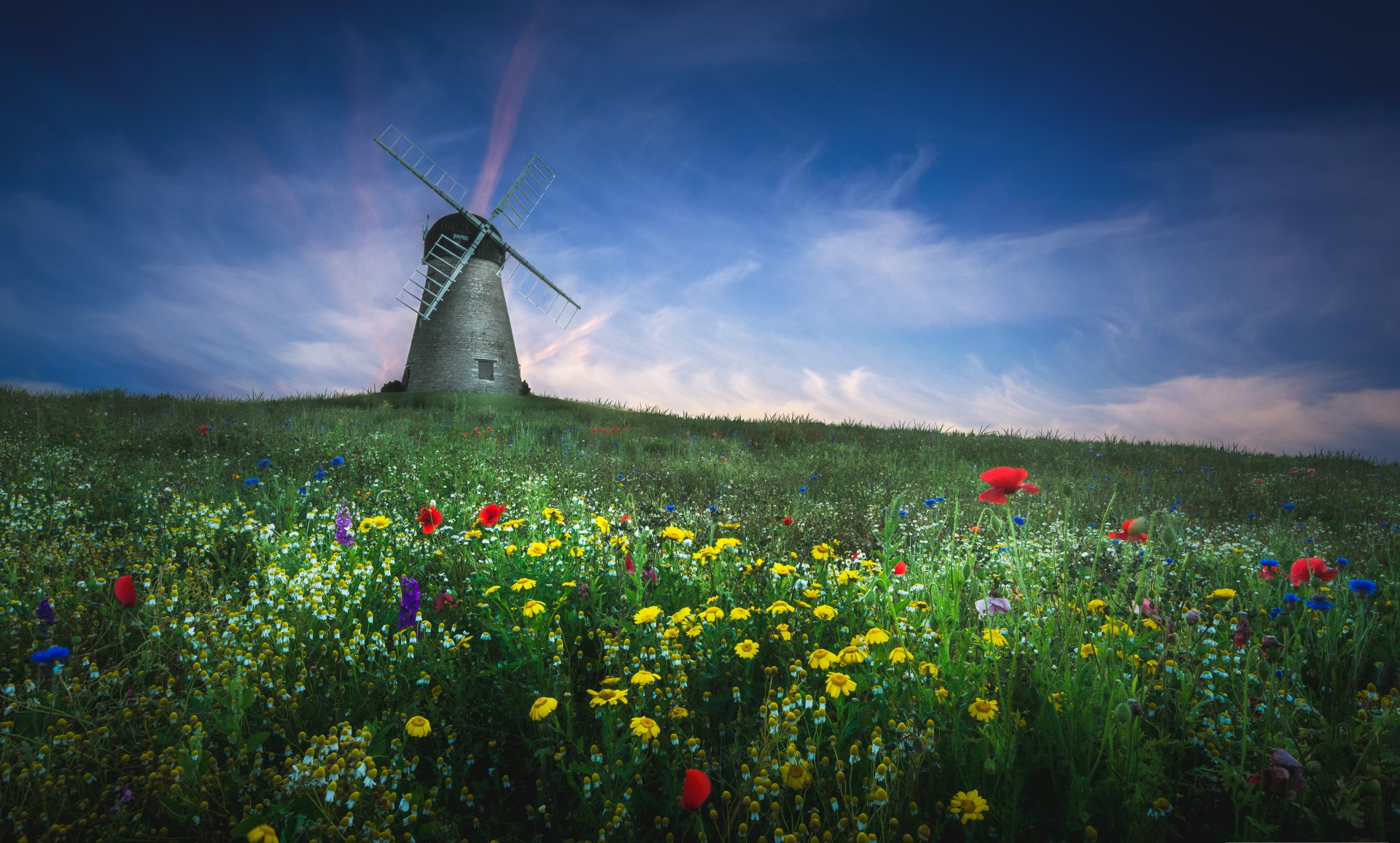 Windmill in Flower Field 5k Retina Ultra HD Wallpaper | Background