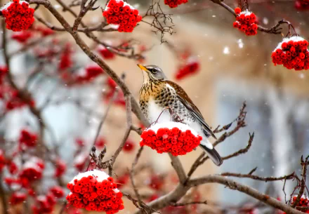 A winter scene featuring a fieldfare bird perched on a snowy branch with bright red berries, captured in HD for a PC desktop wallpaper background.