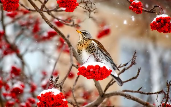Animal Bird Birds Fieldfare Winter Branch Snow Berry HD Wallpaper | Background Image