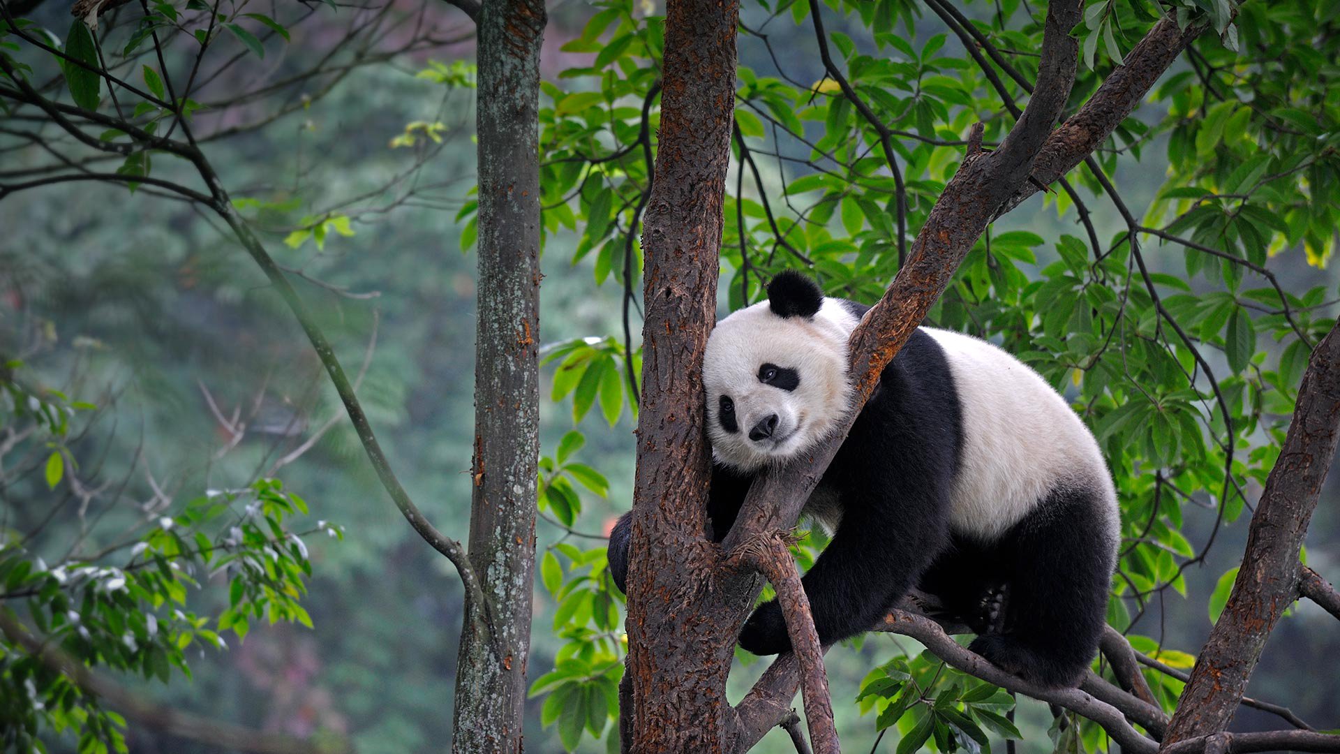  Panda  on tree HD Wallpaper Background Image 1920x1080  