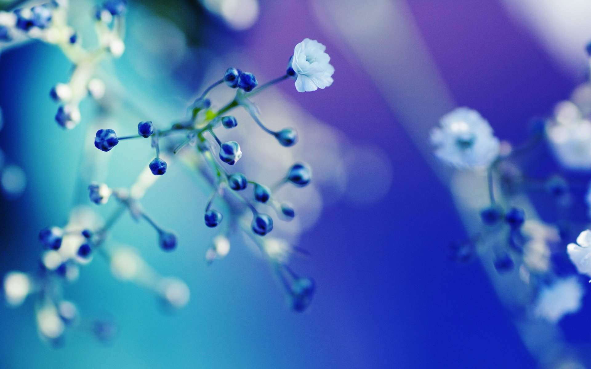 HD desktop wallpaper featuring a close-up view of delicate flowers, bathed in calming shades of blue and purple, highlighting the beauty of nature.