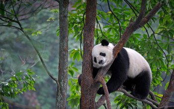 196 Panda HD Wallpapers | Background Images - Wallpaper Abyss - Page 2