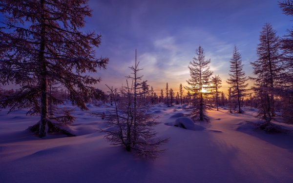 Earth Winter Tree Snow Sunset HD Wallpaper | Background Image