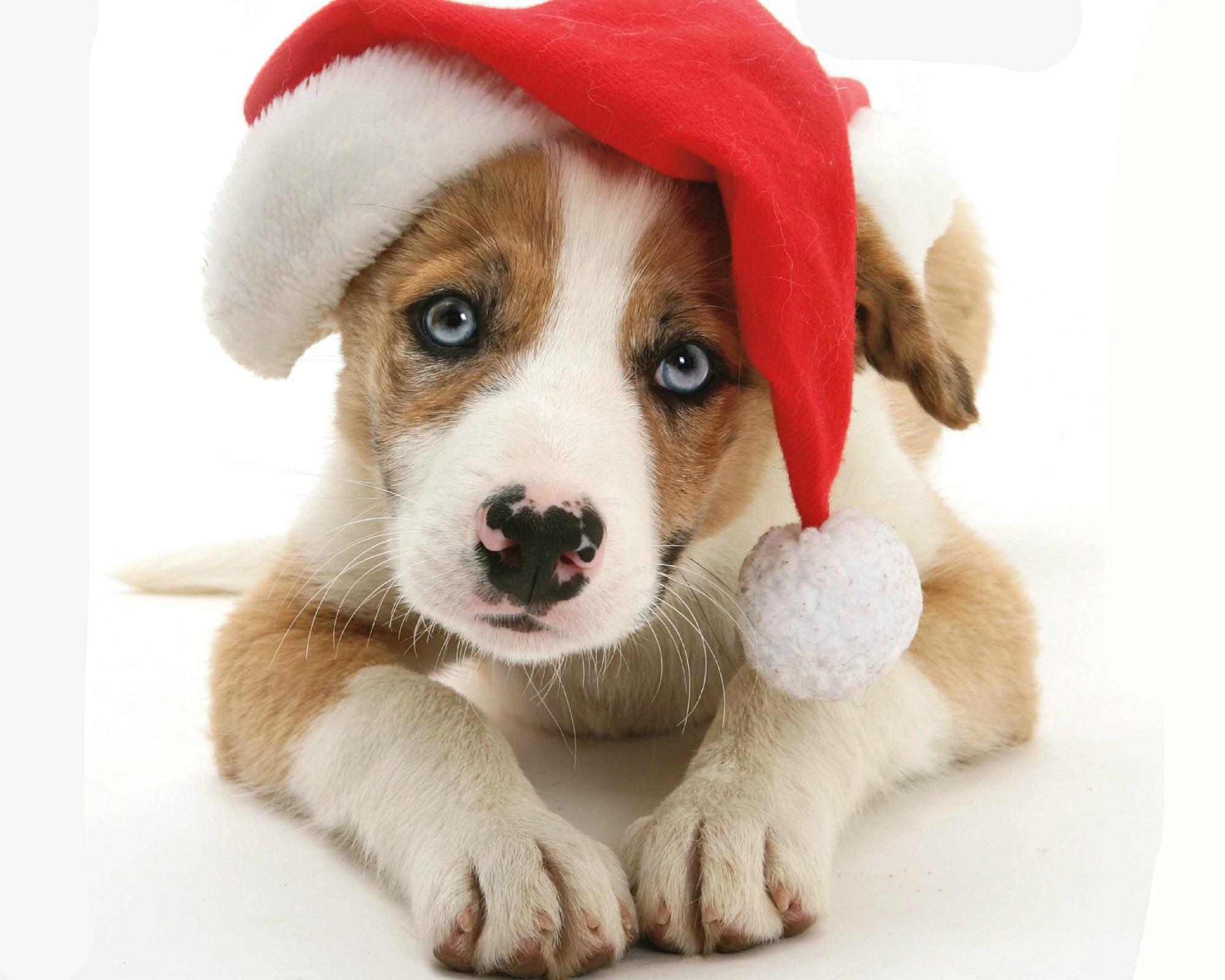 Cute Puppy with Santa Hat HD Wallpaper | Background Image | 2000x1600 | ID:784163 - Wallpaper Abyss