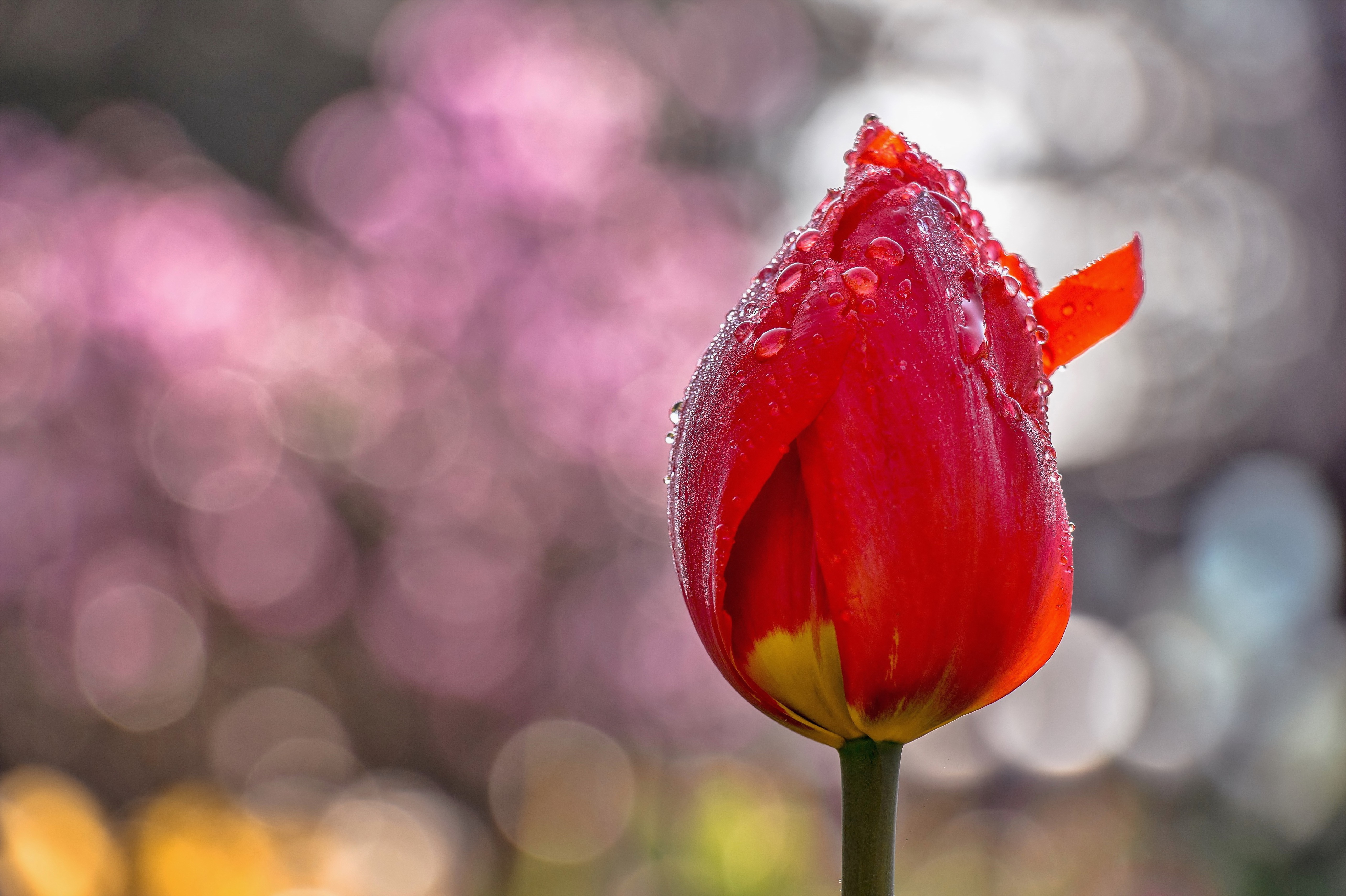 Download Bokeh Red Flower Macro Water Drop Flower Nature Tulip 4k Ultra ...