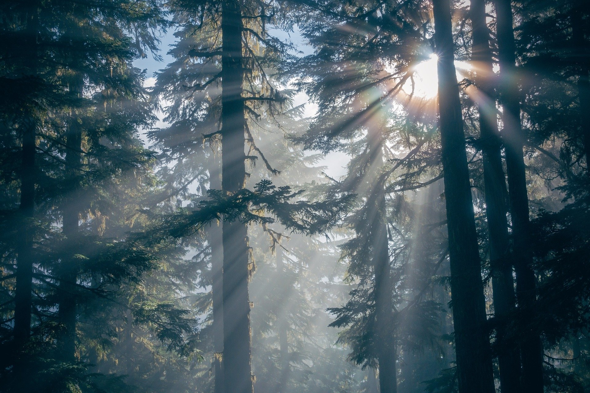 Sun beaming through the trees Fondo de pantalla HD | Fondo de ...